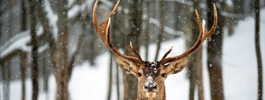 animals_deer-123374.jpg!d.jpg